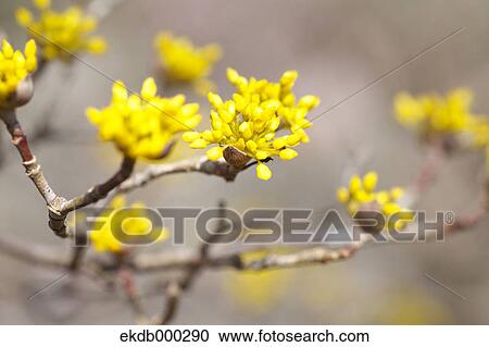 Japanese cornel flowers View Large Photo Image Stock Image - Japanese cornel flowers. Fotosearch