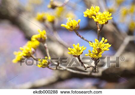 Stock Photo - Japanese cornel flowers. Fotosearch
