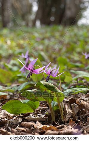 Japanese dogs tooth violet flowers View Large Photo Image Stock Image - Japanese dogs tooth violet flowers. Fotosearch