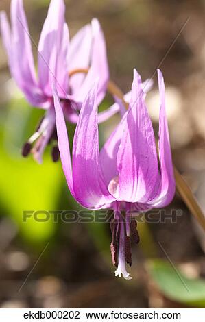 Stock Image - Japanese dogs tooth violet flowers. Fotosearch