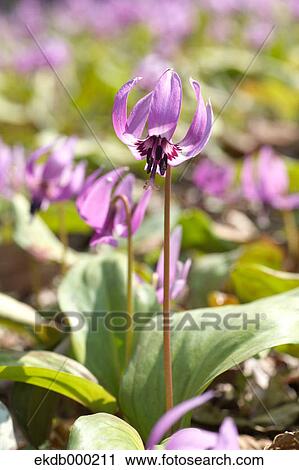 Japanese dogs tooth violet flowers View Large Photo Image Stock Image - Japanese dogs tooth violet flowers. Fotosearch