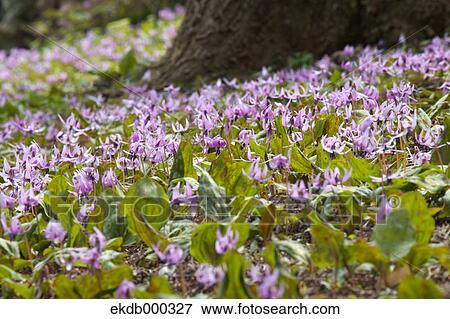 Japanese dogs tooth violet flowers View Large Photo Image Stock Photo - Japanese dogs tooth violet flowers. Fotosearch