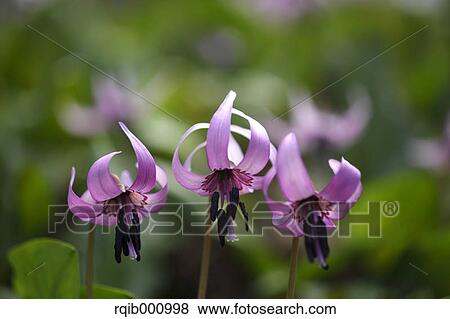 Japanese dogs tooth violet flowers View Large Photo Image Stock Photo - Japanese dogs tooth violet flowers. Fotosearch
