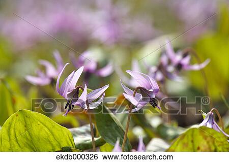 Japanese dogs tooth violet flowers View Large Photo Image Stock Photograph - Japanese dogs tooth violet flowers. Fotosearch