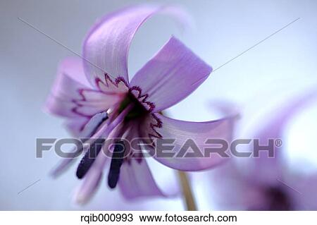 Japanese dogs tooth violet View Large Photo Image Stock Image - Japanese dogs tooth violet. Fotosearch