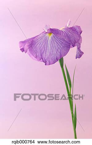 Japanese Iris flower View Large Photo Image Picture - Japanese Iris flower. Fotosearch