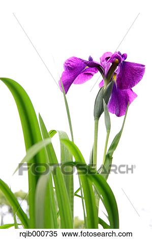 Stock Photography - Japanese Iris flower. Fotosearch