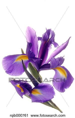 Stock Image - Japanese Iris flowers. Fotosearch