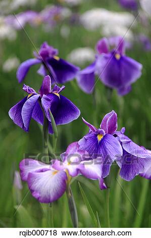 Japanese Iris flowers View Large Photo Image Stock Photo - Japanese Iris flowers. Fotosearch
