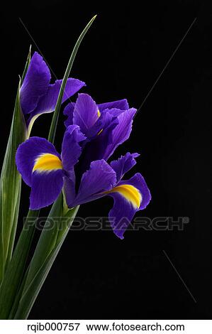 Stock Photo - Japanese Iris flowers. Fotosearch