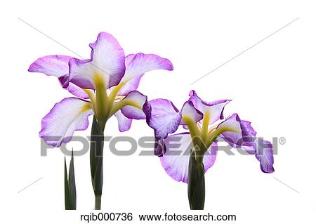 Stock Photograph - Japanese Iris flowers. Fotosearch