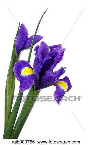 Japanese Iris flowers View Large Photo Image Stock Photograph - Japanese Iris flowers. Fotosearch