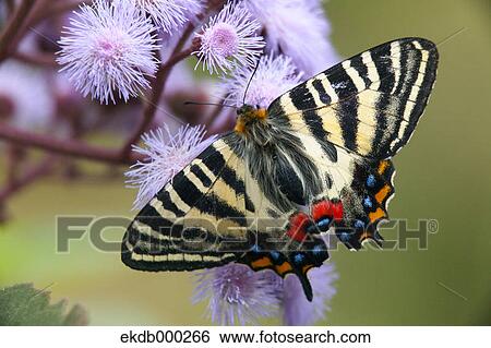 Japanese Luehdorfia View Large Photo Image Stock Photograph - Japanese Luehdorfia. Fotosearch