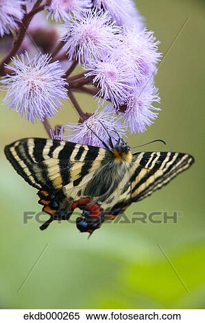 Japanese Luehdorfia View Large Photo Image Stock Photography - Japanese Luehdorfia. Fotosearch