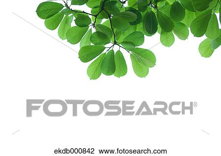 Japanese Magnolia green leaves View Large Photo Image Stock Image - Japanese Magnolia green leaves. Fotosearch