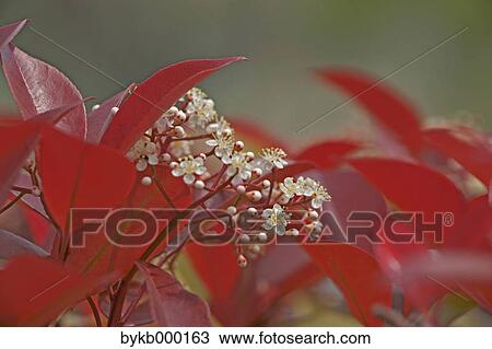 Stock Image - Japanese Photinia flowers and leaves. Fotosearch