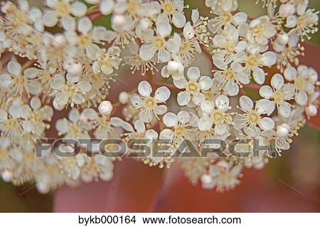 Picture - Japanese Photinia flowers. Fotosearch