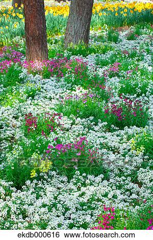 Stock Photograph - Japanese Primrose flowers, Ibaraki Prefecture. Fotosearch