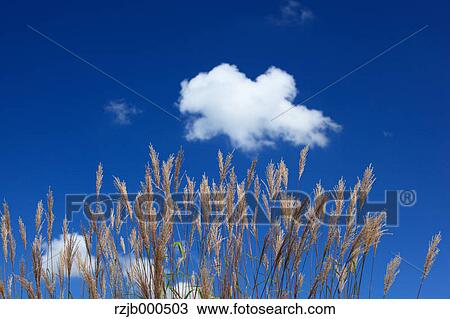 Japanese silver grass and blue sky View Large Photo Image Stock Image - Japanese silver grass and blue sky. Fotosearch