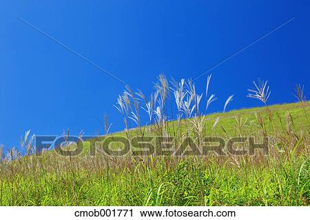 Japanese silver grass field and blue sky View Large Photo Image Stock Image - Japanese silver grass field and blue sky. Fotosearch