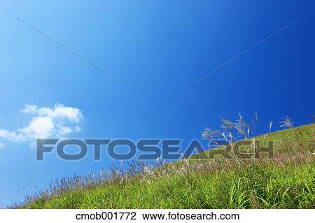 Stock Image - Japanese silver grass field and blue sky with clouds. Fotosearch