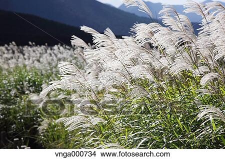 Japanese silver grass View Large Photo Image Picture - Japanese silver grass. Fotosearch