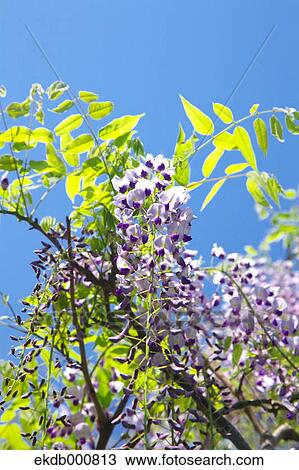 Japanese Wisteria flowers and blue sky View Large Photo Image Stock Image - Japanese Wisteria flowers and blue sky. Fotosearch