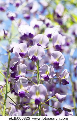 Japanese Wisteria flowers View Large Photo Image Stock Photography - Japanese Wisteria flowers. Fotosearch