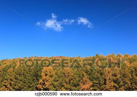 Stock Image - Larch forest in Biei, Hokkaido. Fotosearch