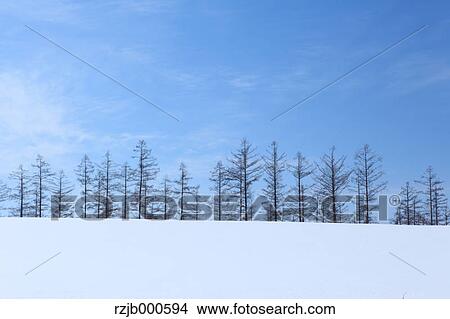 Larch trees and snow in Biei, Hokkaido View Large Photo Image Picture - Larch trees and snow in Biei, Hokkaido. Fotosearch