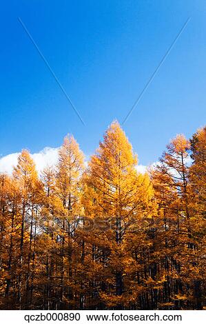 Stock Image - Larch yellow leaves and blue sky with clouds. Fotosearch
