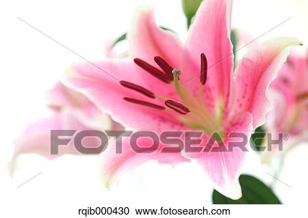 Stock Image - Lily flower. Fotosearch