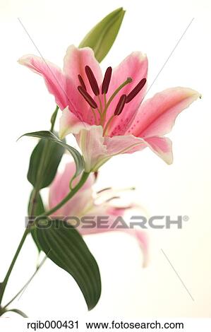Lily flower View Large Photo Image Stock Image - Lily flower. Fotosearch
