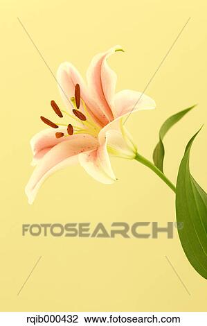 Lily flower View Large Photo Image Stock Image - Lily flower. Fotosearch