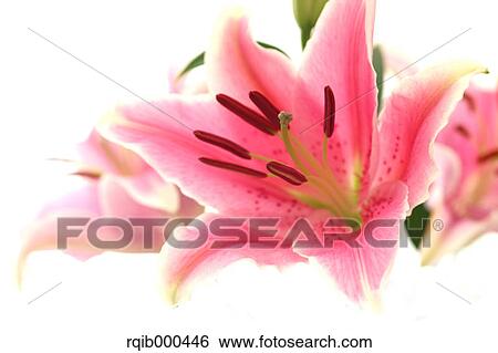 Lily flower View Large Photo Image Stock Photograph - Lily flower. Fotosearch