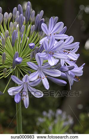 Stock Image - Lily Of The Nile flowers. Fotosearch