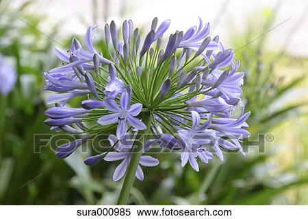 Lily Of The Nile flowers View Large Photo Image Stock Photography - Lily Of The Nile flowers. Fotosearch