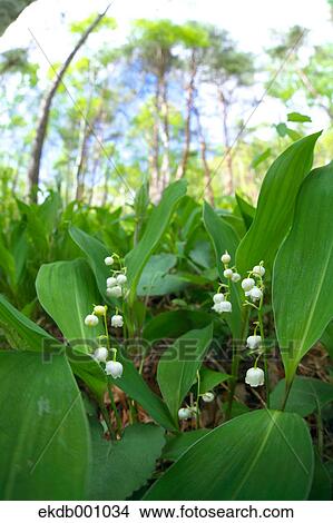 Picture - Lily of the Valley flowers. Fotosearch