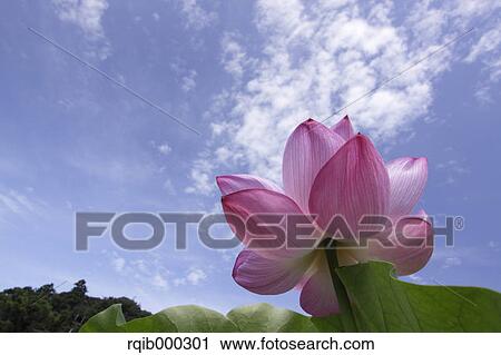 Stock Image - Lotus flower and blue sky with clouds. Fotosearch