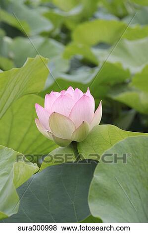Lotus flower View Large Photo Image Stock Photo - Lotus flower. Fotosearch