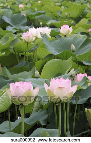 Lotus flowers View Large Photo Image Stock Image - Lotus flowers. Fotosearch