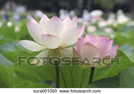 Lotus flowers View Large Photo Image Stock Image - Lotus flowers. Fotosearch