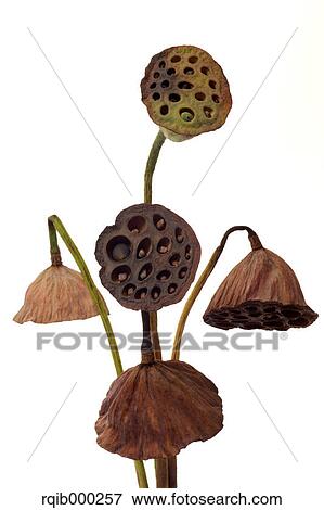 Lotus flowers View Large Photo Image Stock Photo - Lotus flowers. Fotosearch