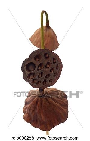 Lotus flowers View Large Photo Image Stock Photo - Lotus flowers. Fotosearch