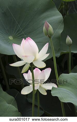 Lotus flowers View Large Photo Image Stock Photo - Lotus flowers. Fotosearch