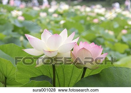 Stock Photo - Lotus flowers. Fotosearch