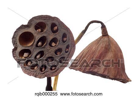 Stock Photography - Lotus flowers. Fotosearch