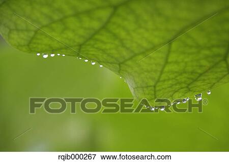Stock Photo - Lotus leaf. Fotosearch