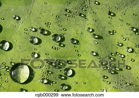 Lotus leaf View Large Photo Image Stock Photo - Lotus leaf. Fotosearch