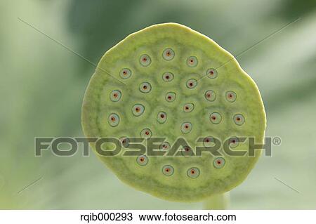 Stock Image - Lotus. Fotosearch